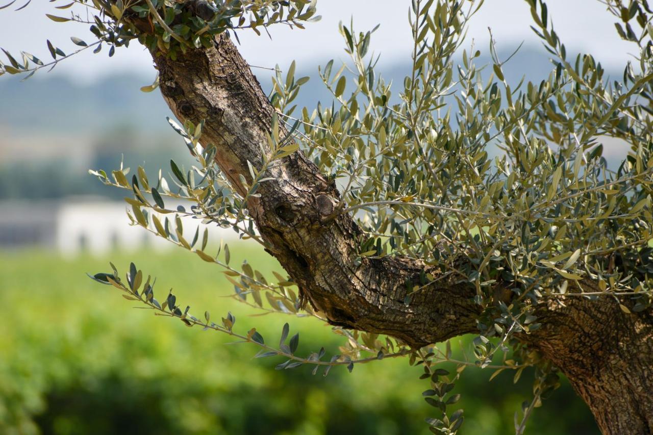 Bed And Breakfast Le Giale Castelnuovo del Garda Ngoại thất bức ảnh